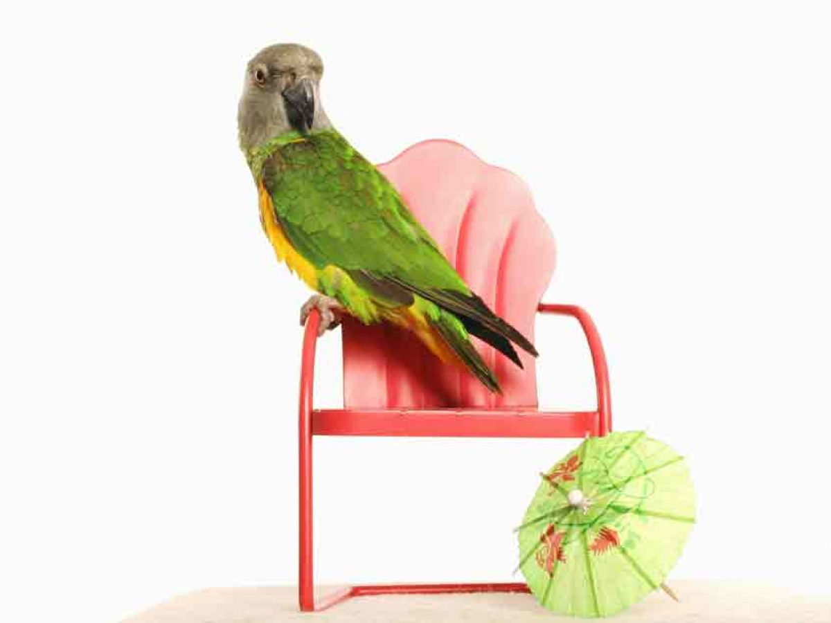 POPETPOP 100 Piezas Soporte de Alimentos para Pájaros Soporte de Verduras para Pájaros Soporte de Pasador para Pájaros para Jaula Canaria de Periquito de Animales Pequeños 