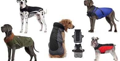 Guía para comprar los mejores abrigos para perros
