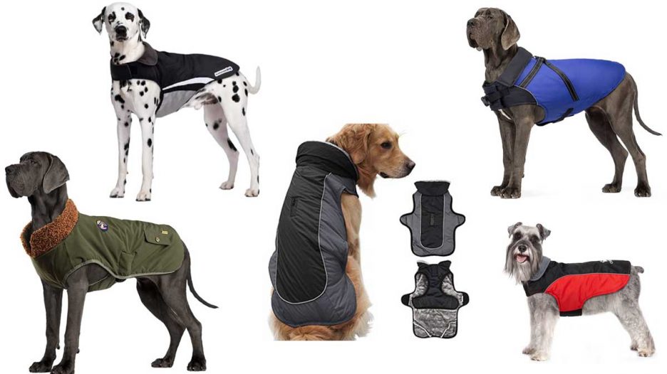 Guía para comprar los mejores abrigos para perros