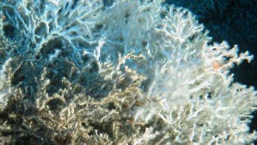 Coral blanco en el Mediterráneo
