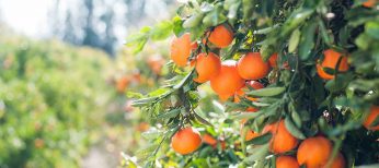Vender naranjas por Internet: del árbol a casa en 24 horas
