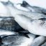 Fraude en la venta de pescado: se cobra dos o tres veces más por lubinas o doradas de piscifactoría