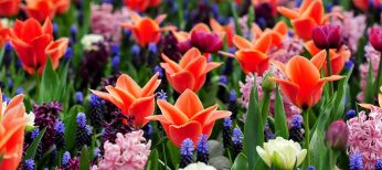 Ya es primavera en Keukenhof