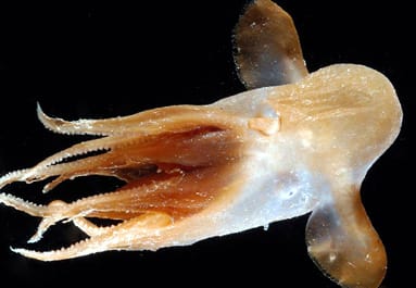 Pulpo dumbo gimpoteuthis