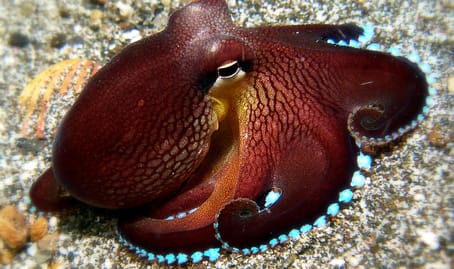 Pulpo