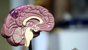Hay relación entre el tamaño del cerebro y la inteligencia