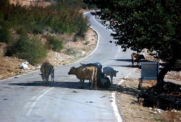 Vacas en la carretera