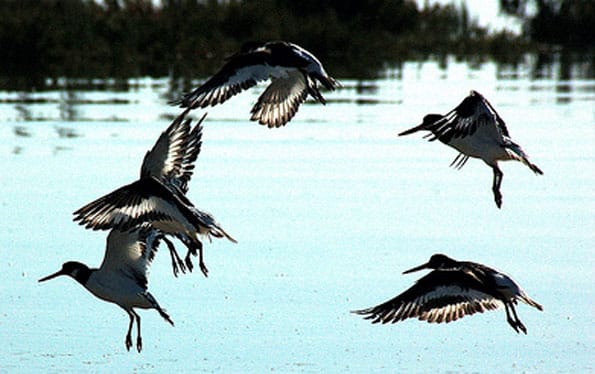 Aves en el Algarve, al sur de Portugal