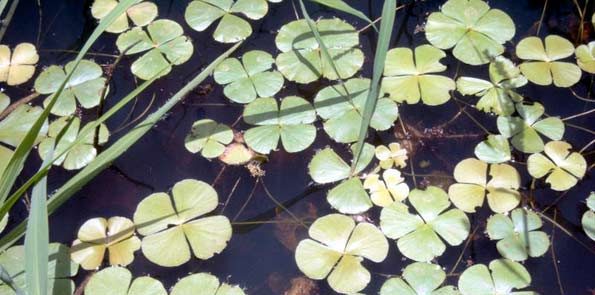 Trébol de cuatro hojas