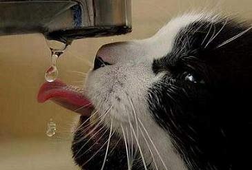 Gato bebe agua