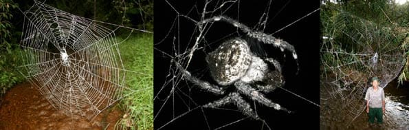 Araña de Madagascar que teje en círculos.