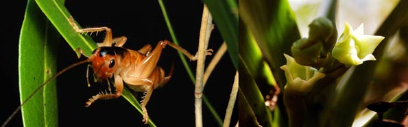 Grillo que poliniza las orquideas, de Islas Reunión.