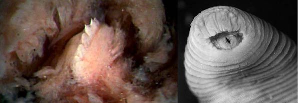 Sanguijuela rex, de Perú.