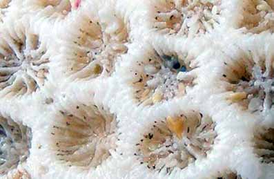 El coral blanco también existe en el mar Mediterráneo
