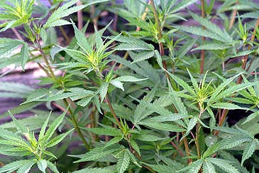 Planta de marihuana, de donde se obtiene el cannabis.