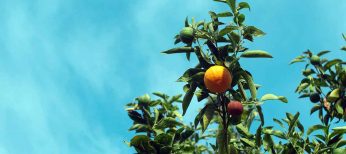 Las plantaciones de naranjas y limones son ideales para el medio ambiente al absorber el CO2