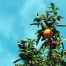 Las plantaciones de naranjas y limones son ideales para el medio ambiente al absorber el CO2