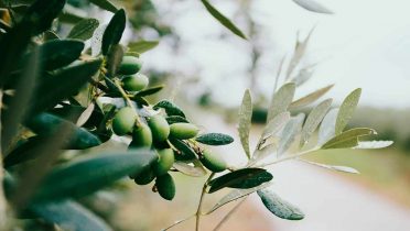 Hojas de olivo contra la leucemia