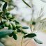 Hojas de olivo contra la leucemia