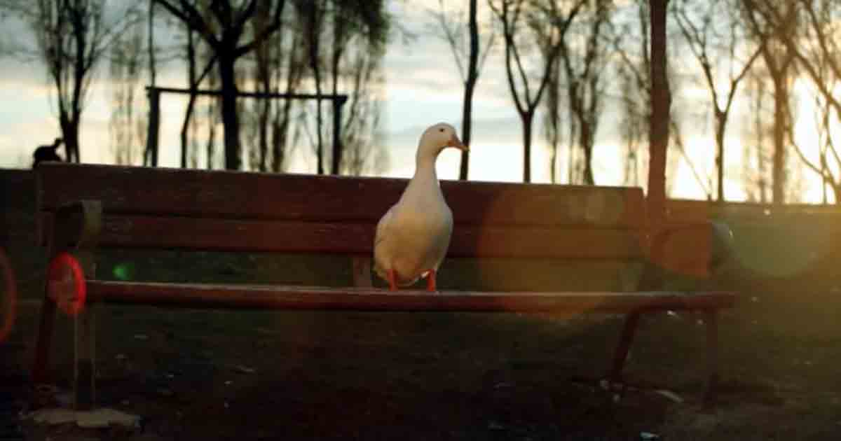 Liberad al pato Willix con X de Mixta es el anuncio que más se ha visto en 2011 en Youtube