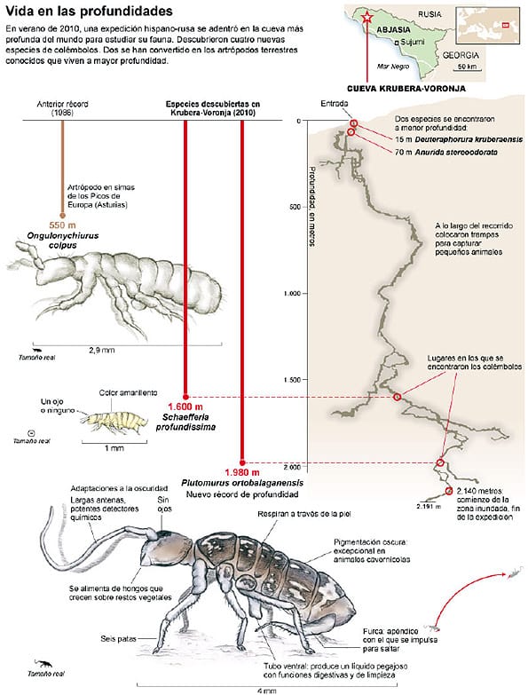 Infografía de los animales descubiertos en las profundidades de una cueva.