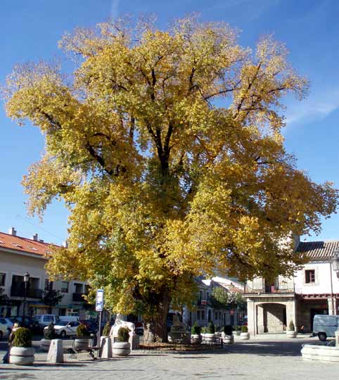 Centro de la localidad de Guadarrama, en la sierra madrileña.