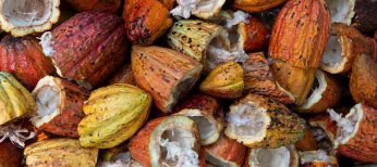 Se buscan voluntarios de entre 50 y 80 años con obesidad para un estudio sobre adelgazamiento con cacao