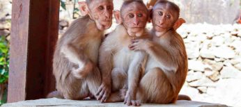 Los monos pueden reconocer palabras escritas