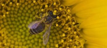 Los alimentos derivados de la polinización de las abejas suben su precio