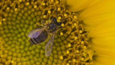 Los alimentos derivados de la polinización de las abejas suben su precio