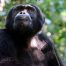 El chimpancé que lanzaba piedras a los visitantes en un zoo sueco también prepara sus ataques