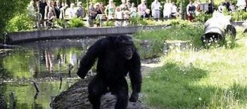 chimpance-santino