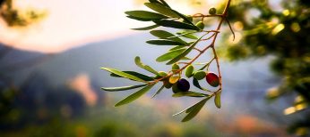 El olivo más viejo tiene 627 años.