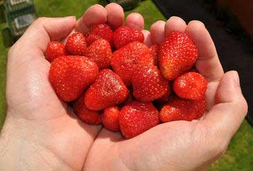 Las fresas son buenas para protegernos de los rayos ultravioleta del Sol.
