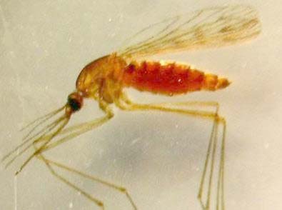 Mosquito que transmite la enfermedad de la leishmaniosis.