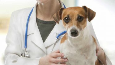 Aumenta la enfermedad de leishmaniosis en perros y personas transmitida por picaduras de mosquitos
