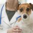 Aumenta la enfermedad de leishmaniosis en perros y personas transmitida por picaduras de mosquitos