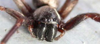 Miedo a las arañas, aracnofobia