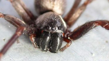 Miedo a las arañas, aracnofobia