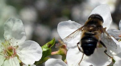 Abeja polinizando flores.