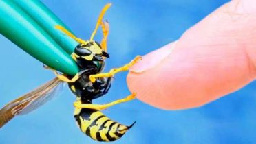Si eres alérgico extrema las precauciones ante picaduras de abejas y avispas durante septiembre y octubre