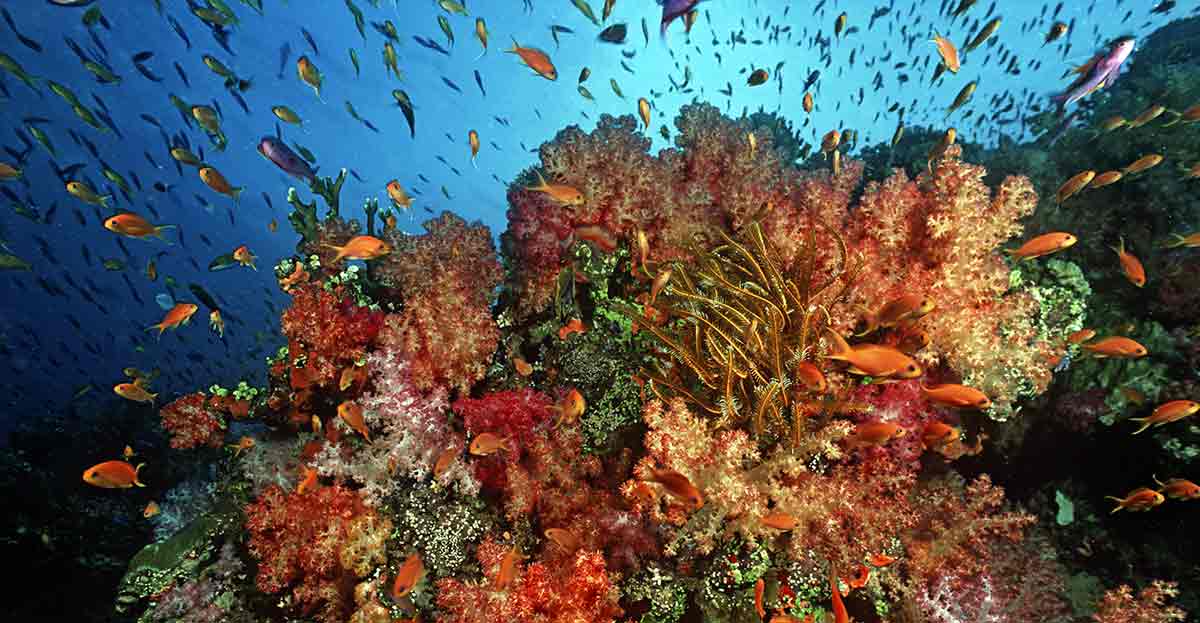 ¿Cuántos peces hay en el mar?