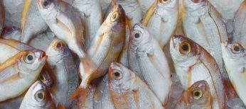 Al microondas o hervido, el pescado reduce casi a la mitad las toxinas