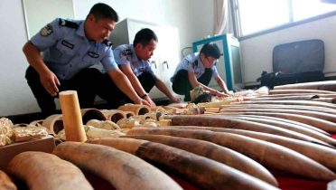 El comercio ilegal de marfil causa la muerte de 30.000 elefantes cada año