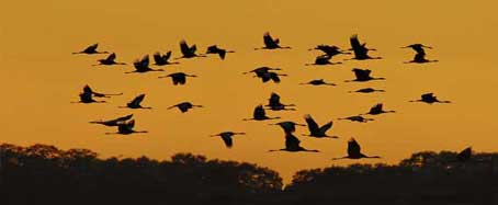Grullas sobrevuelan la región de Cáceres, paraíso del turismo ornitológico.