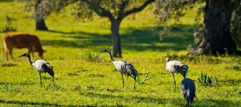 La grulla en Cáceres, paraíso del turismo ornitológico