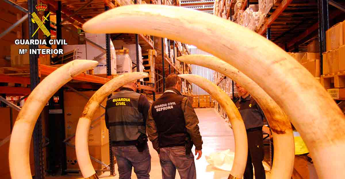La Guardia Civil impide la subasta de 111 piezas talladas en colmillos de elefante y de mamut