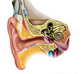 Imagen del oído humano.
