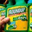 El herbicida 'benigno' RoundUp es tóxico