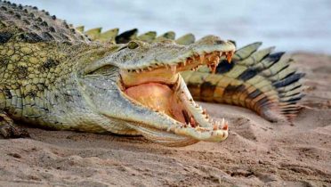 Los cocodrilos renuevan los dientes 50 veces